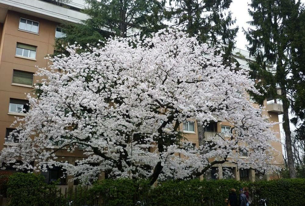 L’Arrivo della Primavera